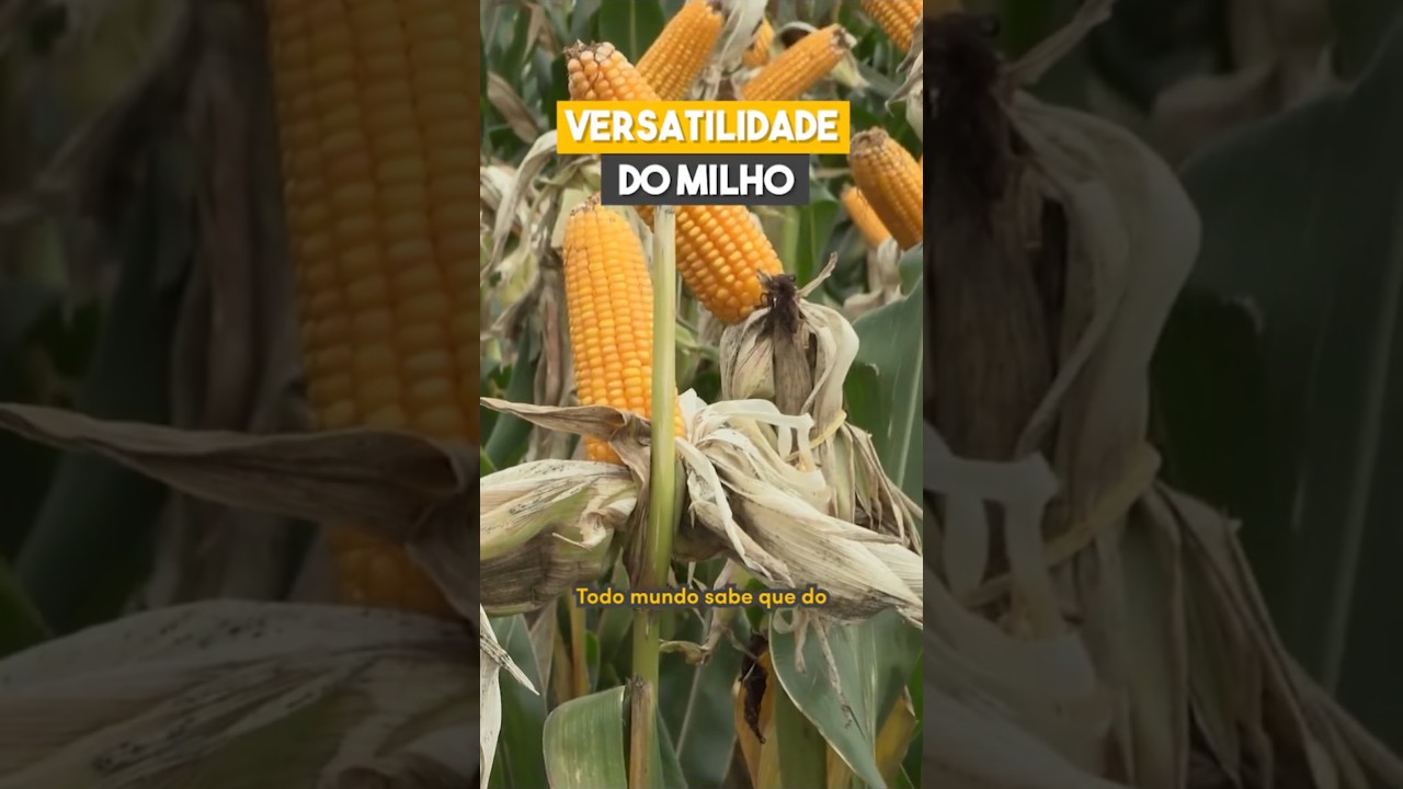 Versatilidade do Milho