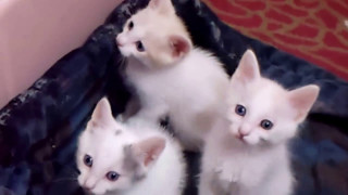 Missy Kittens-3 Japanese Bobtail Males born 03/27/17