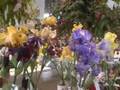 Schreiner Iris Bloom