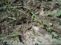 stirring of a nest of fire ants...nasty little fuckers