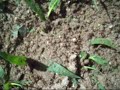 stirring of a nest of fire ants...nasty little fuckers