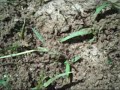 stirring of a nest of fire ants...nasty little fuckers