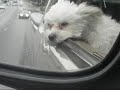 Pnutter Takin' a Ride