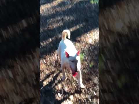 AKC Female Astrid playing outside