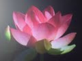 The Lotus Flowers