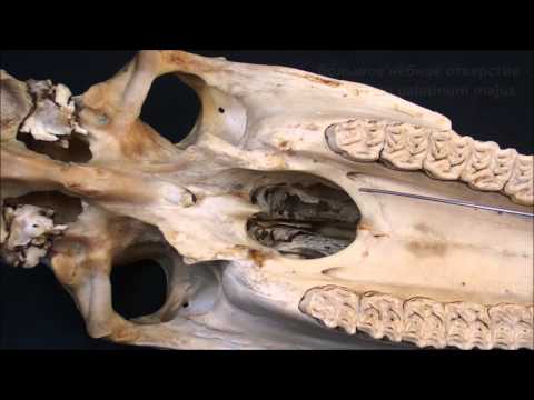 Небная кость домашних животных