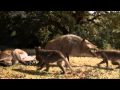 Prédateurs de la préhistoire - Le cochon tueur (5 sur 5) Default
