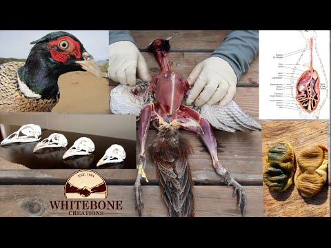 video-linktoworks-HOW TO CLEAN GAME BIRDS AND SKULLS DIY ( PHEASANT 101...