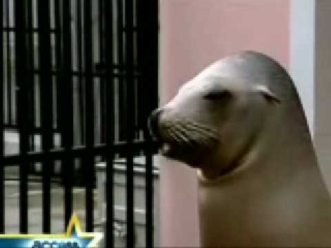 Joe Jonas Frightened By Seal