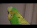 Meet the New Budgies:  Saguaro & Iris