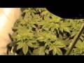 Falta de Magnesio en Cultivo Interior de Marihuana Falta de Magnesio en Cultivo Interior de Marihuana