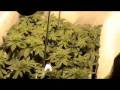 falta de magnesio en cultivo interior de marihuana