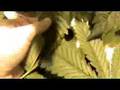 Falta de Magnesio en Cultivo Interior de Marihuana
