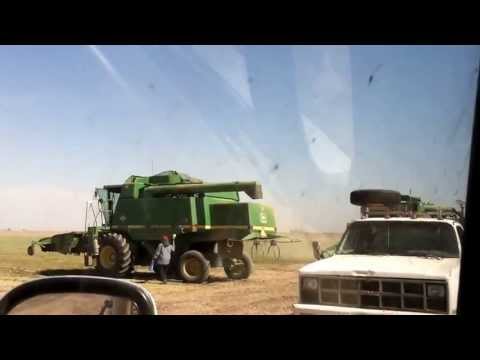 how to harvest alfalfa seeds