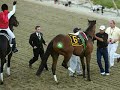 Barbaro