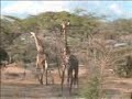 Giraffe nella Selous Reserve (1) Giraffe nella Selous Reserve (1)
