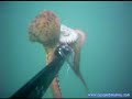 Pesca Submarina Caça Submarina www.cacasubmarina.com Parte 2