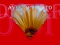 Buon compleanno Marisa .wmv