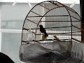 CURI� PARDO BEETHOVEN