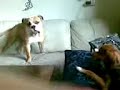 spoocky en laika gek doen op komt ie dan he