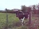 moo moo