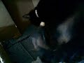 kittenCam 50001 kittenCam 50001