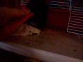 Charly the rat