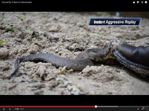 YouTube reptile video