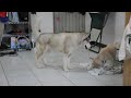 20091127 - 喜羊羊(Tara)剛洗好澡就跟Bernie玩瘋了