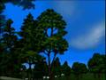 Japan Pro Golf Tour 64 Introduction 64DD