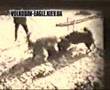 wolfhound vs two wolfs - fight to death