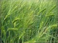 The Wind that Shakes the Barley