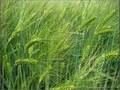 The Wind that Shakes the Barley