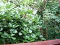 Hong Kong Disneyland Railroad Ride - Mainstreet to Fantasyland