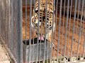 Tiger drinks water at Grodno zoo