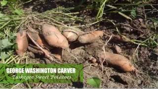 The Nutritional Value of Tuskegee Sweet Potatoes