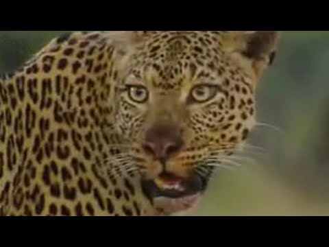 zebra - The crew tell the story of a young adult cheetah and her mother. From the BBC.