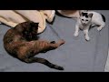 ??????????old cat? ??????????old cat?
