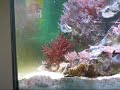 125gal Saltwater Reef Aquarium - 1 125gal Saltwater Reef Aquarium - 1