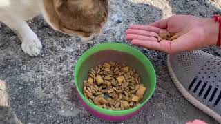 Bombay cat | Cat eating yummy food | cat food | cute cat