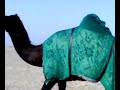 موقع سمان الهرج الشعبي موقع مزاين مزايين الابل ابل بعير ناقه ناقة فحل مجاهيم وضح قصايد قصيده قلطات قلطه شعر اشعارالهاجري القحطاني العتيبي السبيعي اليامي العجمي المري الحربي الدوسري