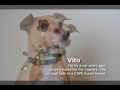 Several dogs available for adoption through the Center for Animal Protection & Education (CAPE).