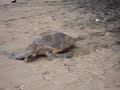 Tortue de mer à Mayotte 1 Tortue de mer à Mayotte 1
