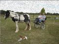 Gypsy Horses of Golden Signature Farm Gypsy Horses of Golden Signature Farm