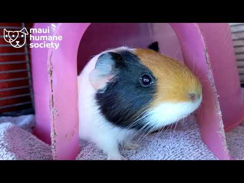 video-linktoworks-GIVE US A FOREVER HOME THIS ADOPT A GUINEA PIG MONTH!