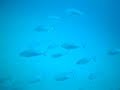 SUBMARINISMO - BUCEO EN EL NARANJITO