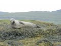 Animals of Scotland Animals of Scotland