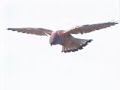 Kestrel flight