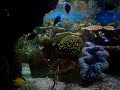Pacific Coral Reef