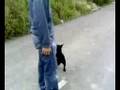 staffordshire bull terrier-gora
